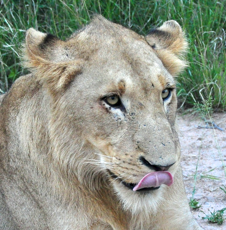 Melanie Heinrich - travel images - Lion Sands Private game reserver Hazyview